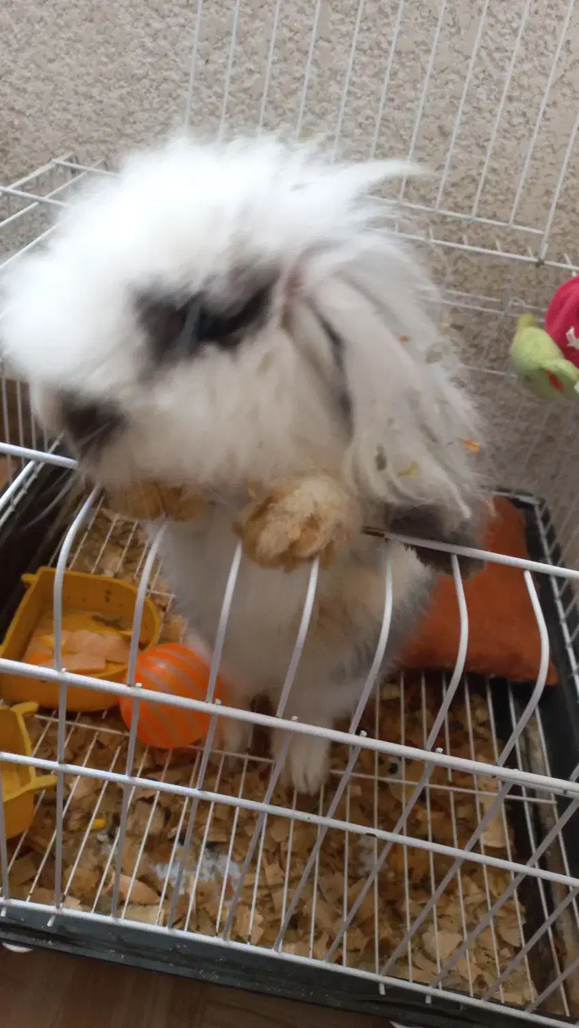 خرگوش لوپ|موش و خرگوش|لاهیجان, پردسر|دیوار