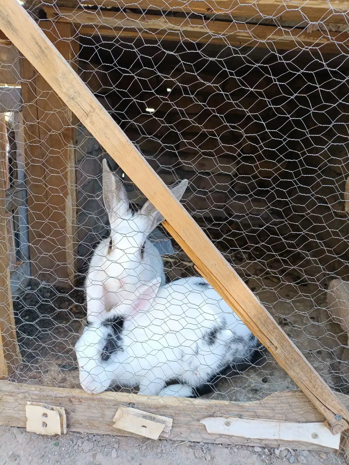 خرگوش|موش و خرگوش|نیشابور, کشتارگاه|دیوار