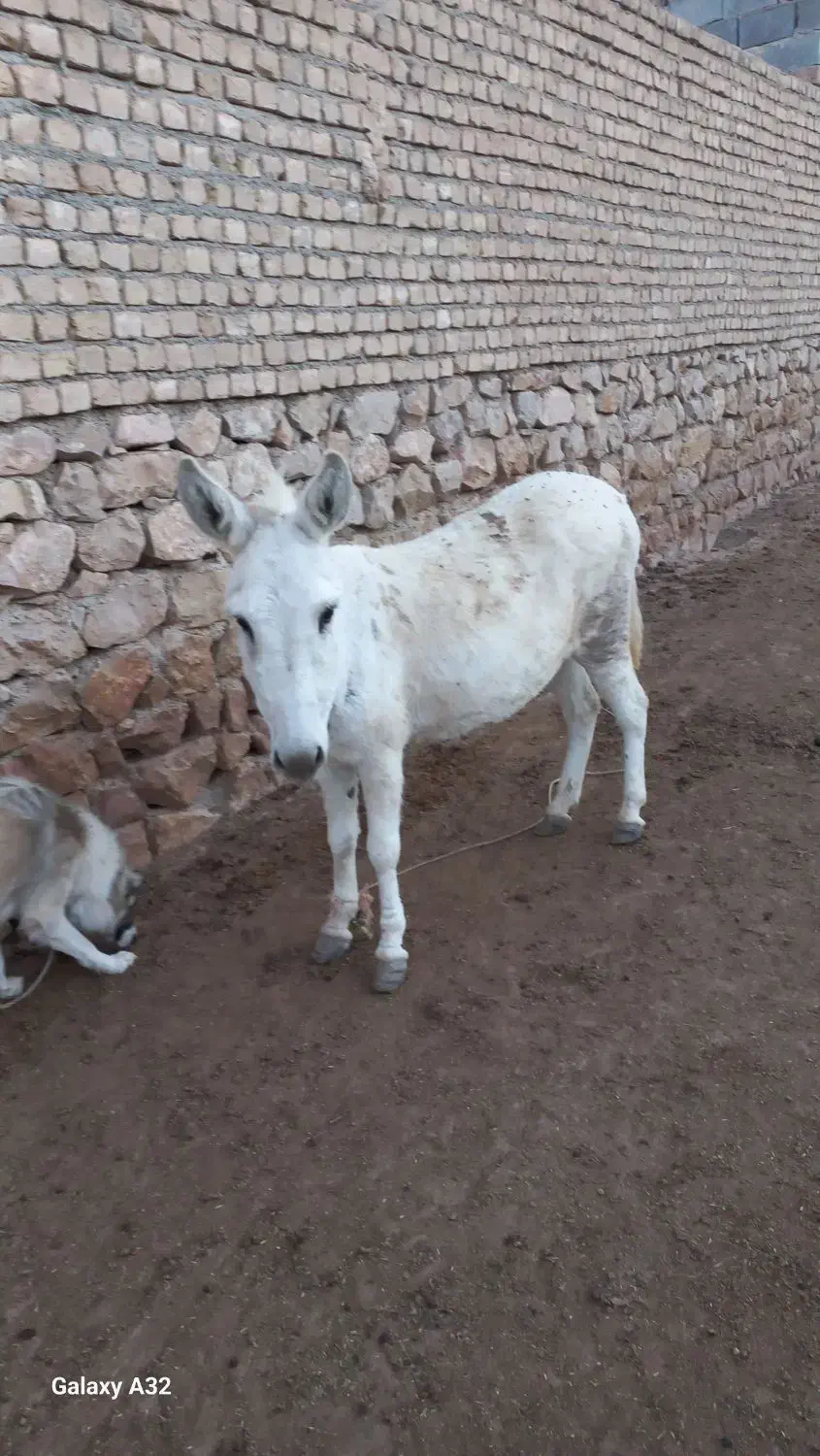 خر‌ گوسفندی|حیوانات مزرعه|بجنورد, |دیوار