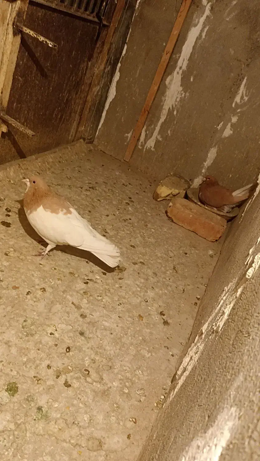 نرماده یال|پرنده|شیراز, بازار|دیوار