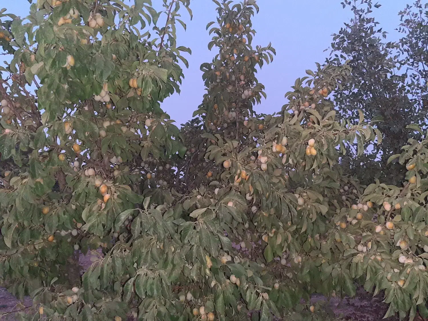 آلوچه خانساری|عمده‌فروشی|داران, |دیوار