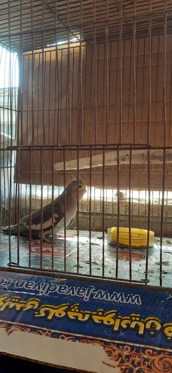 عروس هلندی|پرنده|رودسر, |دیوار