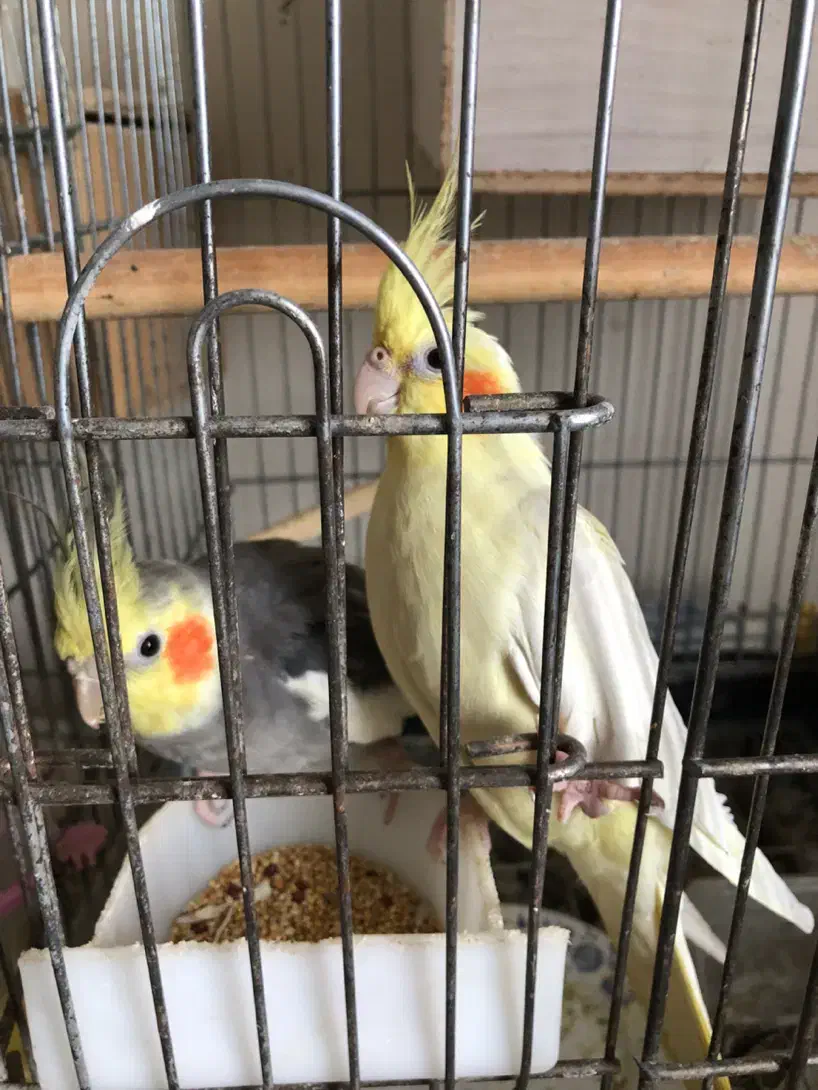 جفت عروس هلندی|پرنده|تالش, طولارود|دیوار