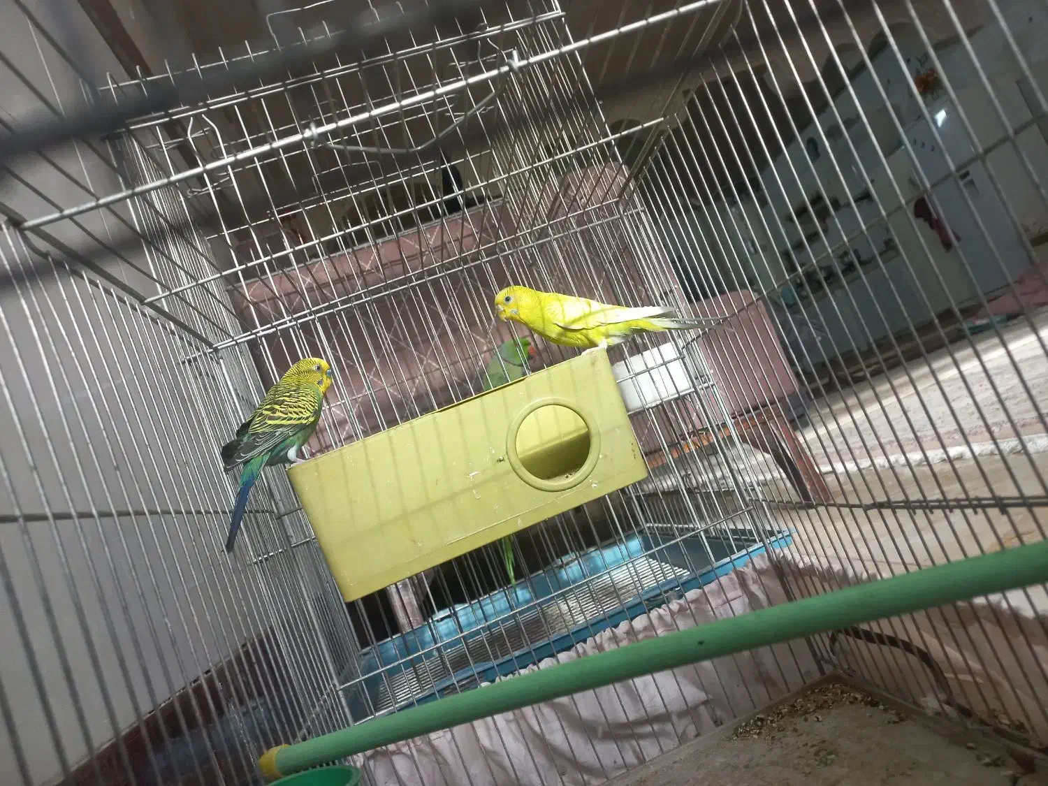 مرغ عشق نژاد دار بالغ|پرنده|اصفهان, ارداجی|دیوار