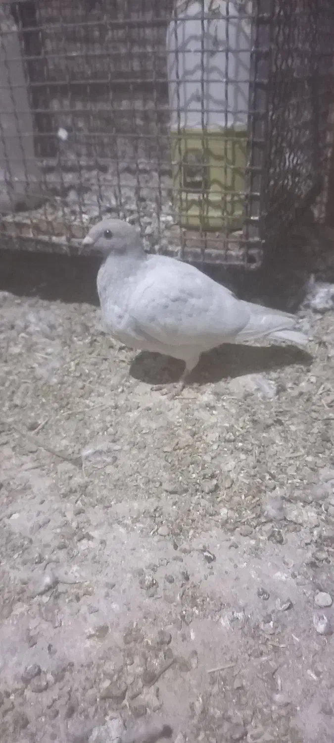 بی خط ماده|پرنده|کوه چنار, |دیوار