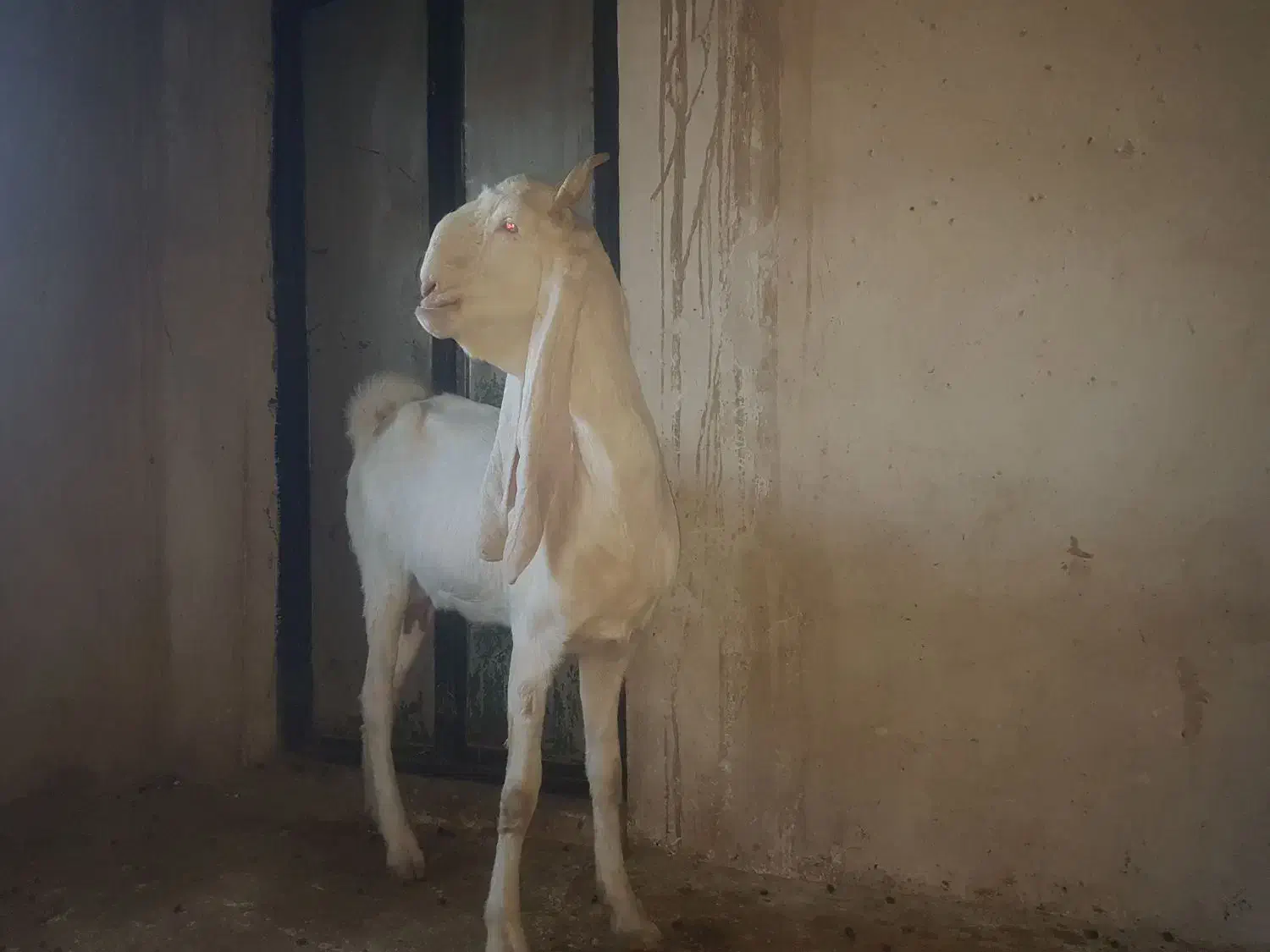 بز گلابی|حیوانات مزرعه|خنج, |دیوار