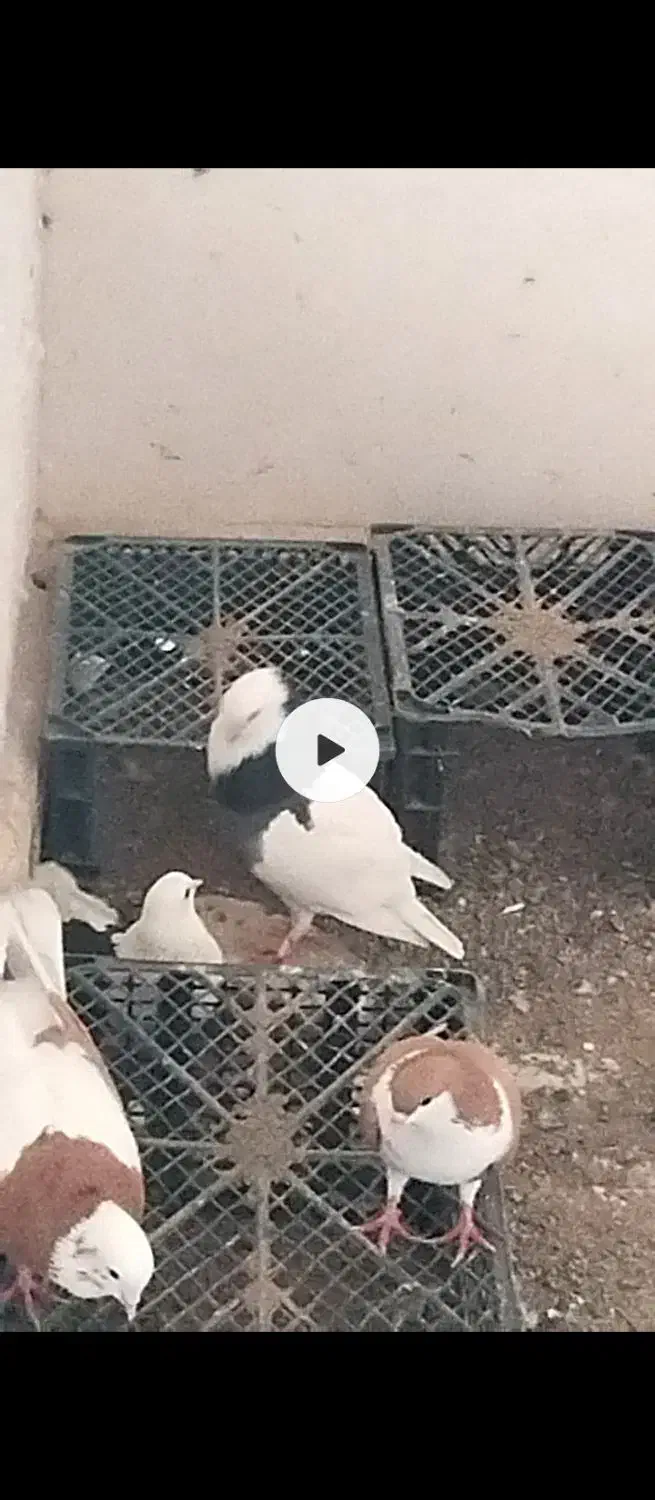 طوقی|پرنده|زابل, |دیوار