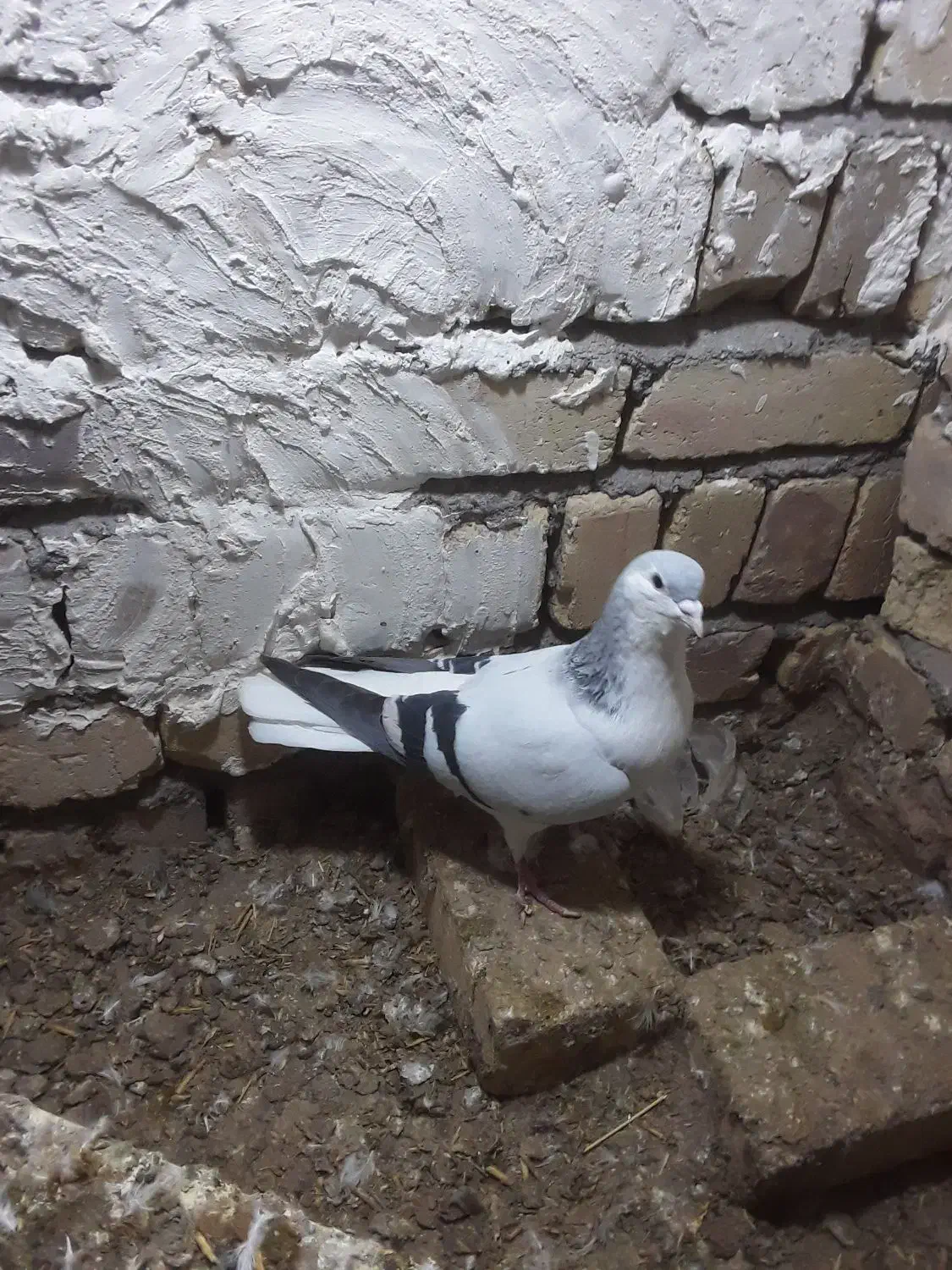 کبوتر بدرنگ|پرنده|شال, |دیوار