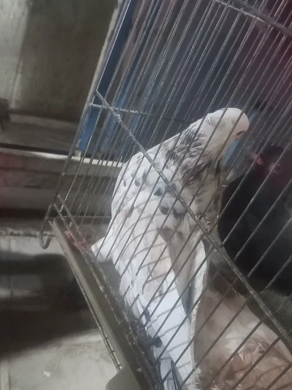 گمشده|حیوانات|قم, شهر قائم|دیوار