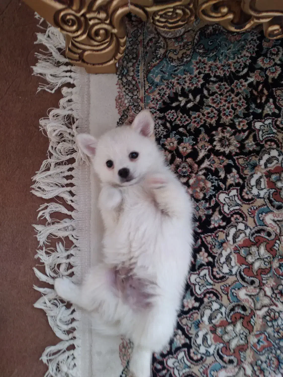 واگذاری سگ پامر عروسکی|سگ|اصفهان, سودان|دیوار