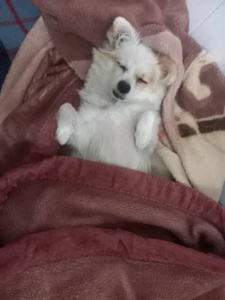 سگ شیتزو|سگ|باغستان, |دیوار