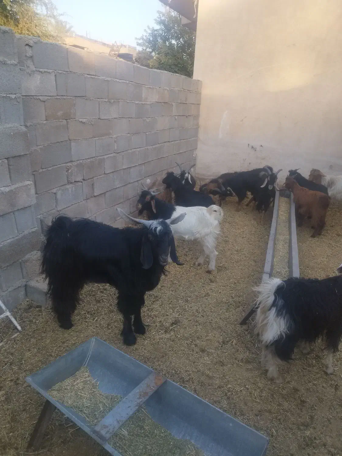 12عدد کهره نر فروش کیلویی 300|حیوانات مزرعه|سیمکان, |دیوار