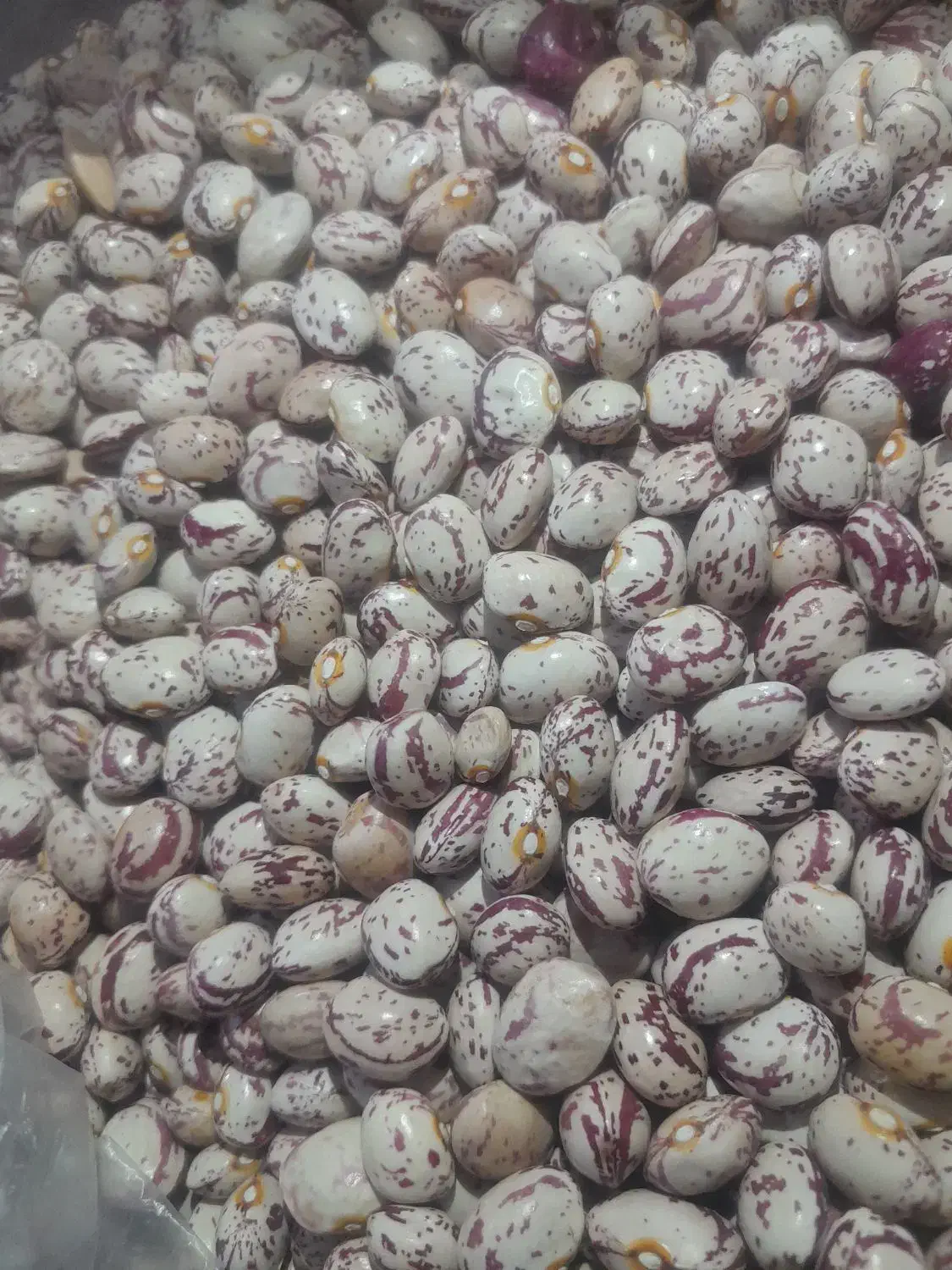 لوبیا|عمده‌فروشی|فندقلو, |دیوار