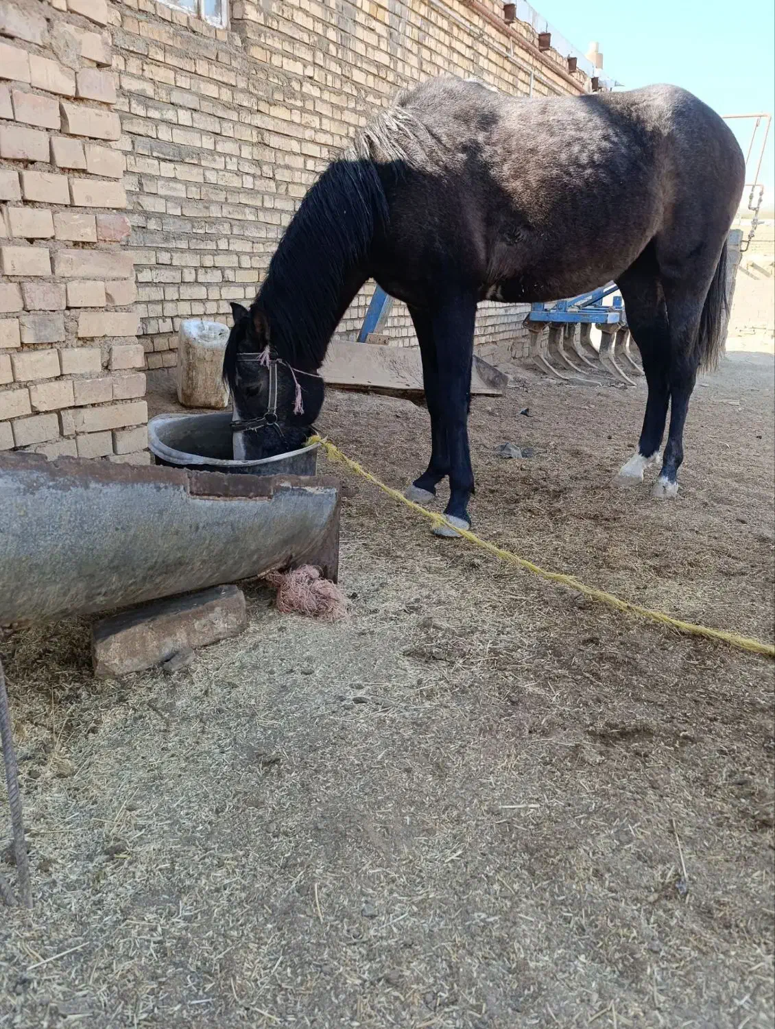 اسب|اسب و تجهیزات اسب‌سواری|صالح آباد (خراسان), |دیوار