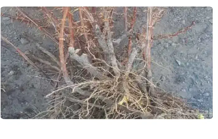 فروش نهال زرشک|خدمات باغبانی و درختکاری|مشهد, فرودگاه|دیوار