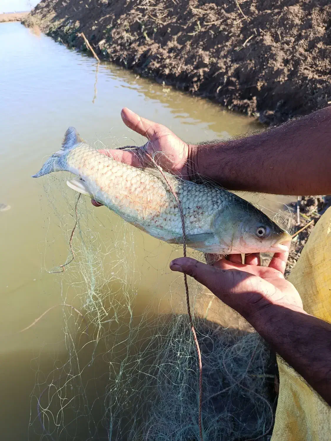 ماهی کپور آمور فیتیفاک|ماهی|دلند, |دیوار