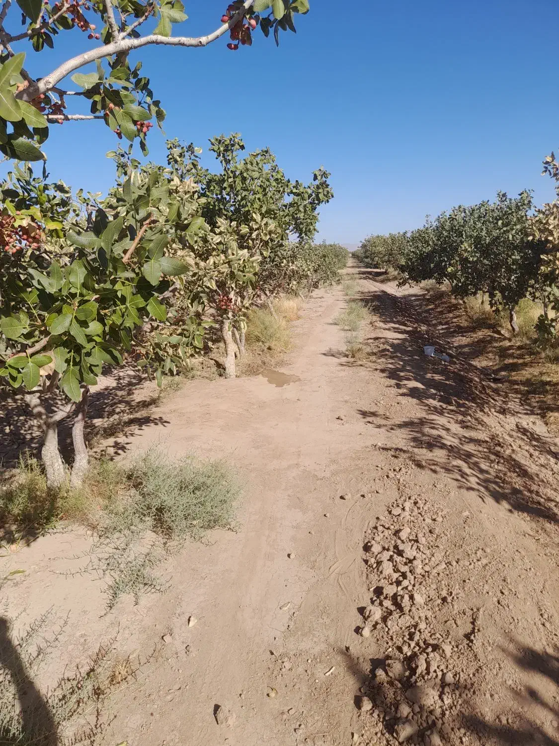 فروش باغ پسته|فروش دفتر صنعتی، کشاورزی، تجاری|بردسکن, |دیوار