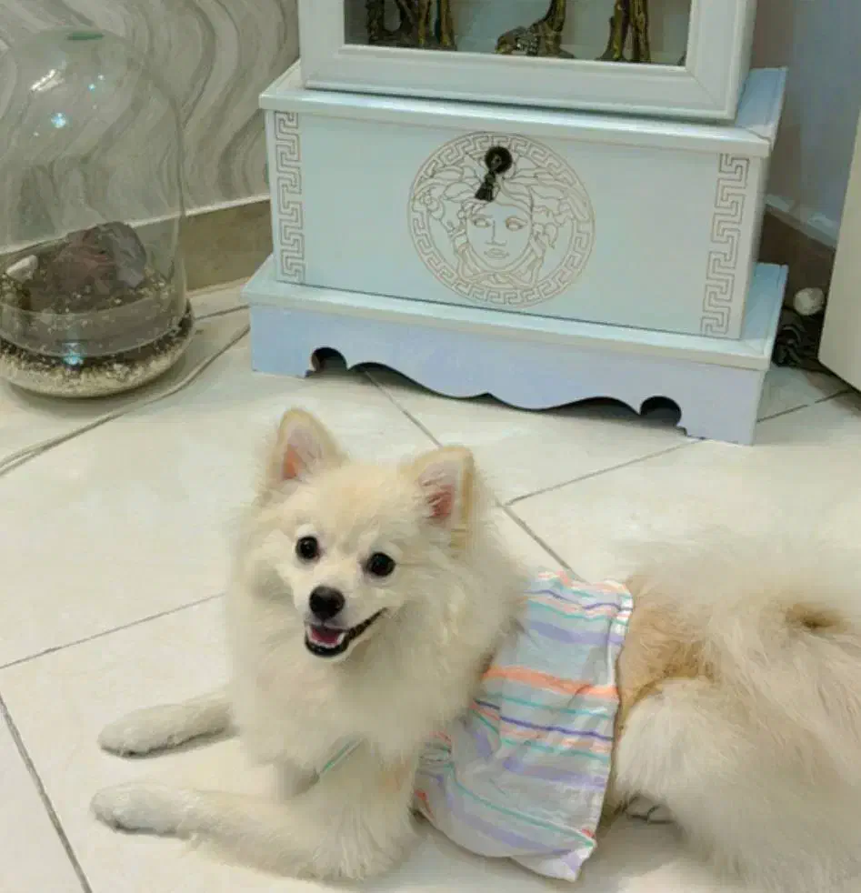 سگ پامرانین|سگ|تهران, توحید|دیوار