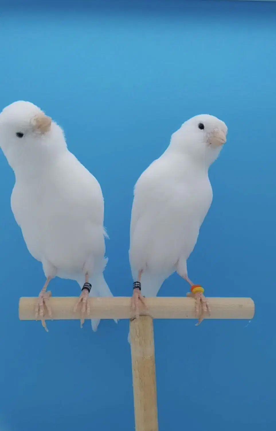 قناری وایت فکتور ماده|پرنده|بردسیر, |دیوار