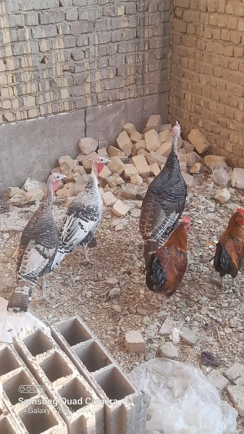 بوقلمون نر و ماده محلی و خروس محلی|حیوانات مزرعه|شیراز, ماه فیروزان|دیوار