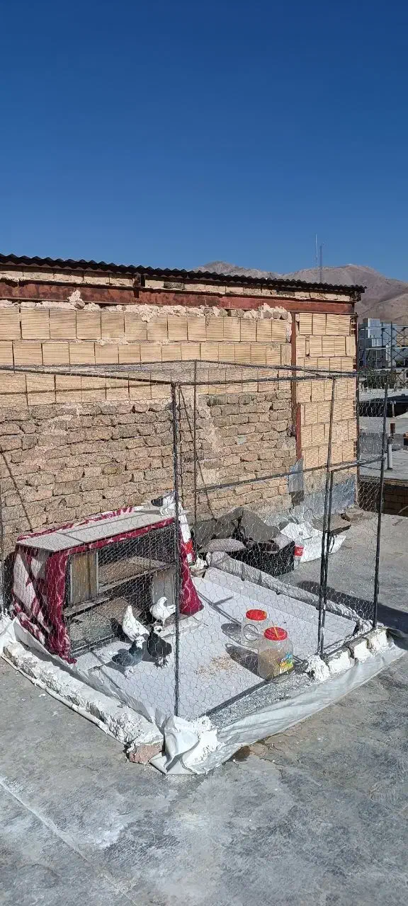 لانه بزرگ پرنده و کبوتر|لوازم جانبی حیوانات|نهاوند, |دیوار