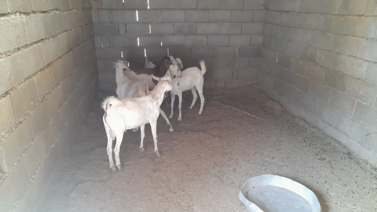 فروش کهره نر|حیوانات مزرعه|قلعه قاضی, |دیوار