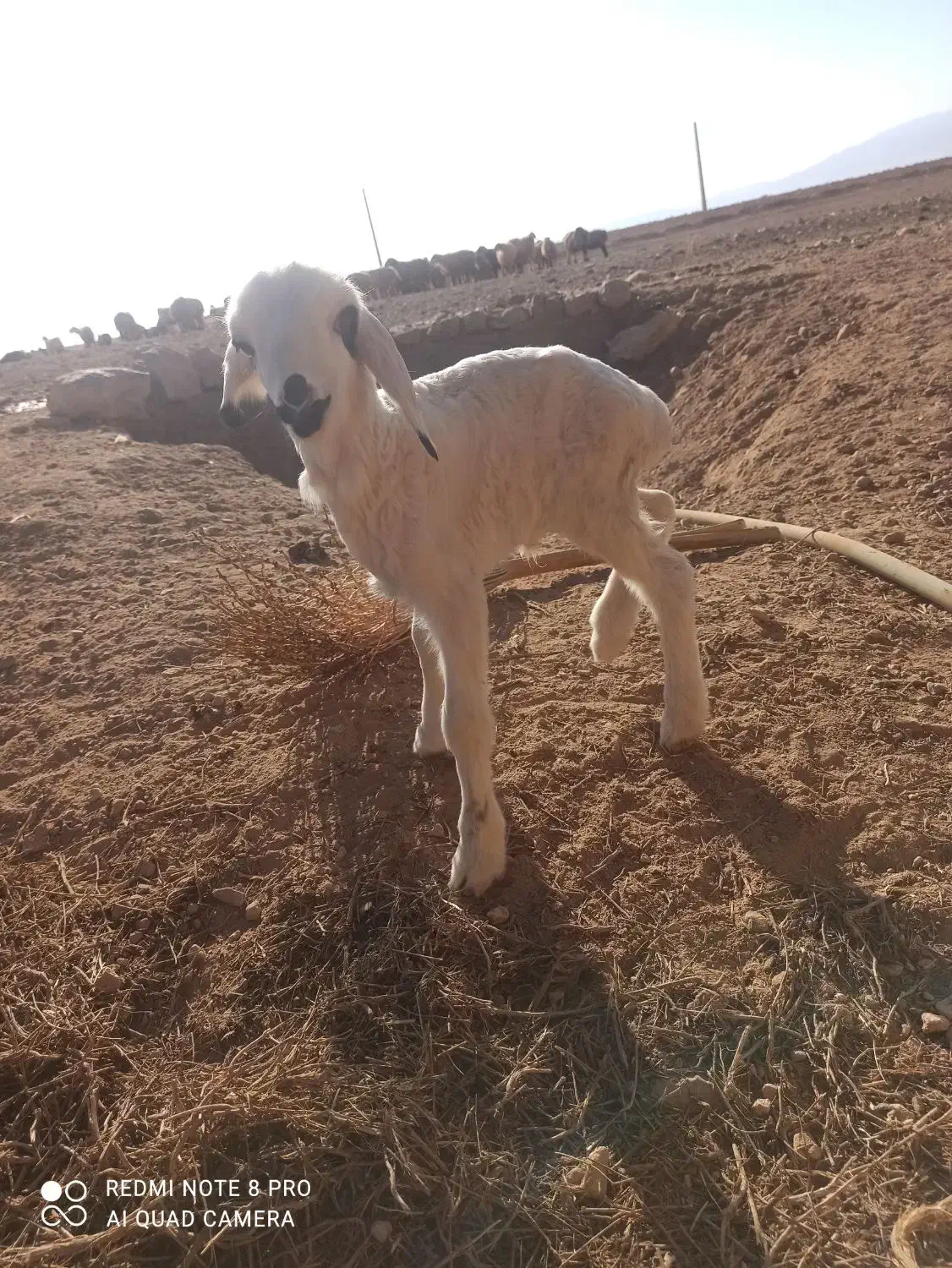 حیوانات مزرعه|حیوانات مزرعه|اقلید, |دیوار