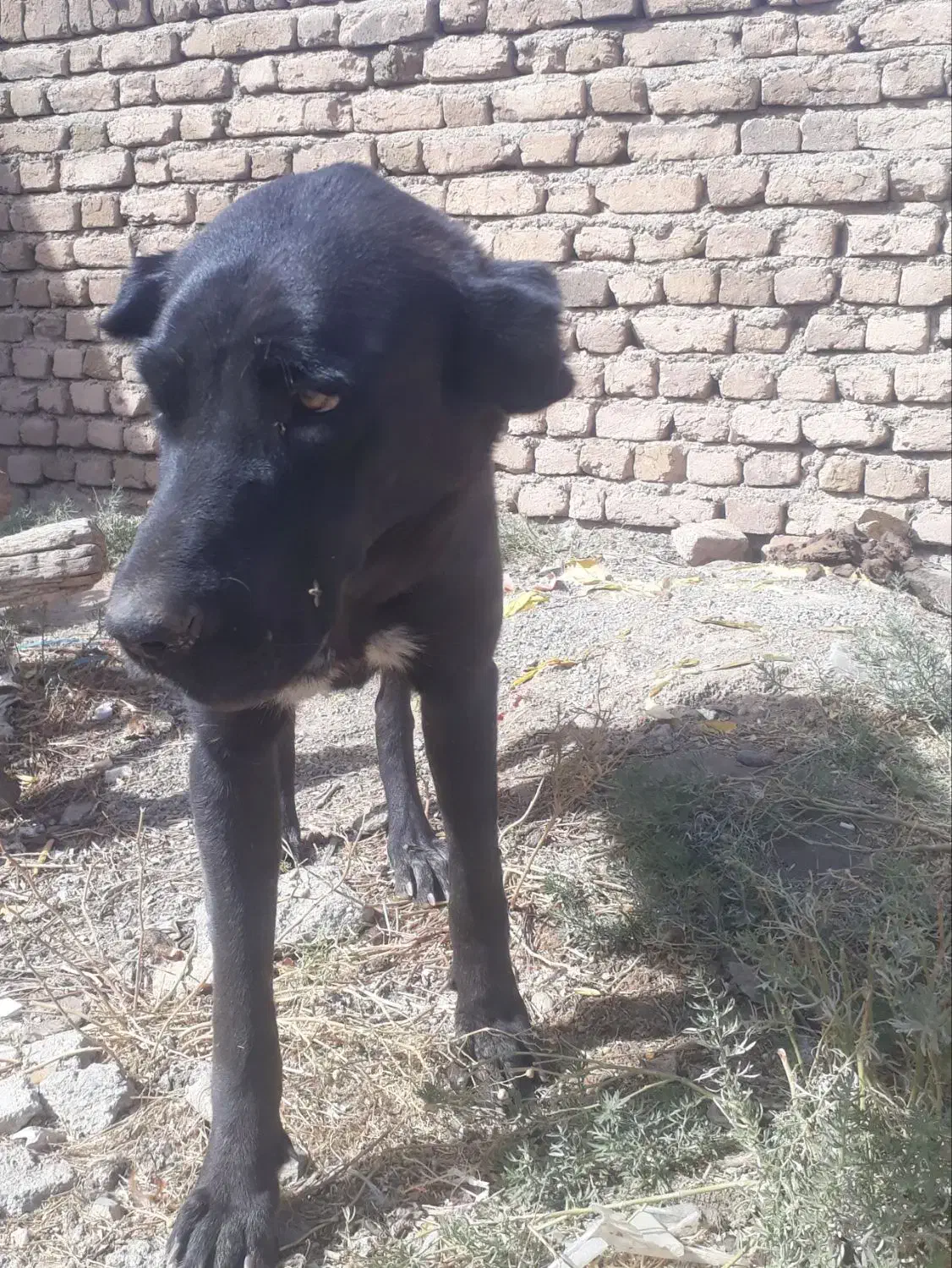 سگ سیاه|حیوانات|آوج, |دیوار