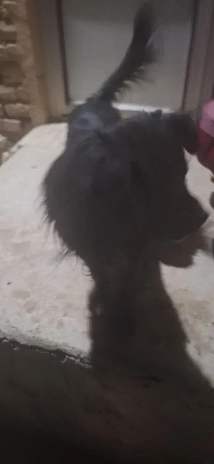 فروش کوتلو سگ نژادپامرانین سیاو اشپیتز|سگ|گلپایگان, |دیوار