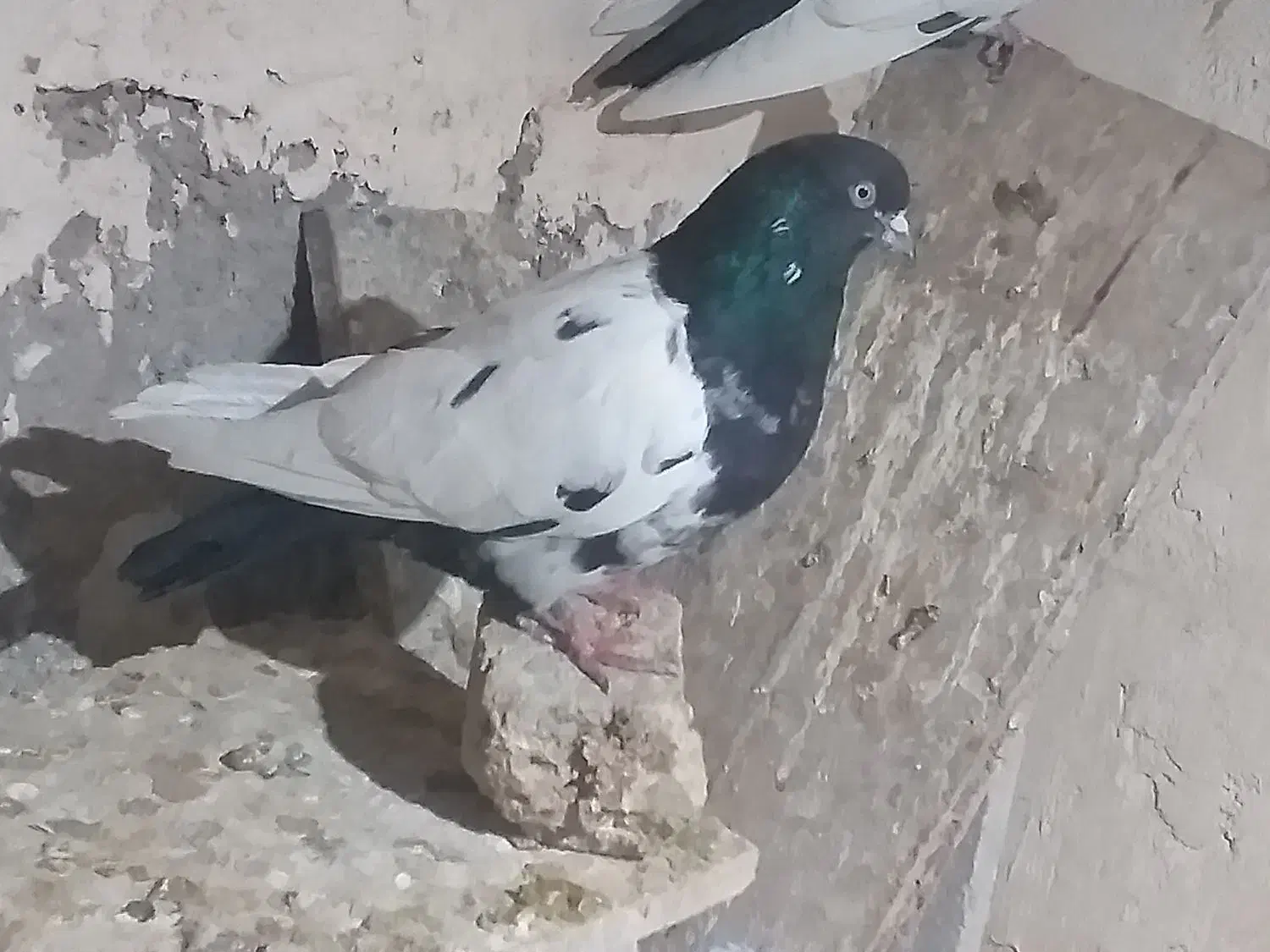 کبوتر کللی وکله چیل|پرنده|ابهر, |دیوار