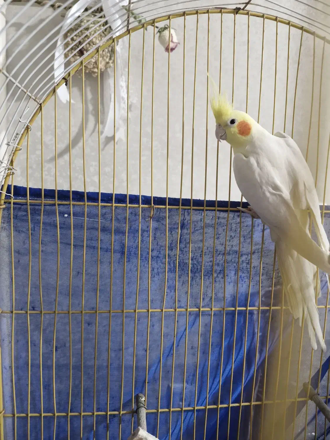 عروس هلندی ماده|پرنده|کرج, برغان|دیوار