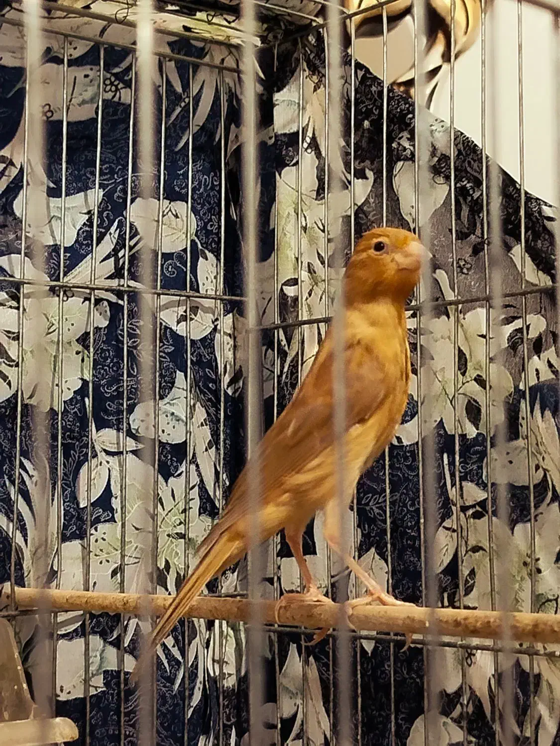 ۲قناری نر دارچین سرخ|پرنده|کرمان, |دیوار