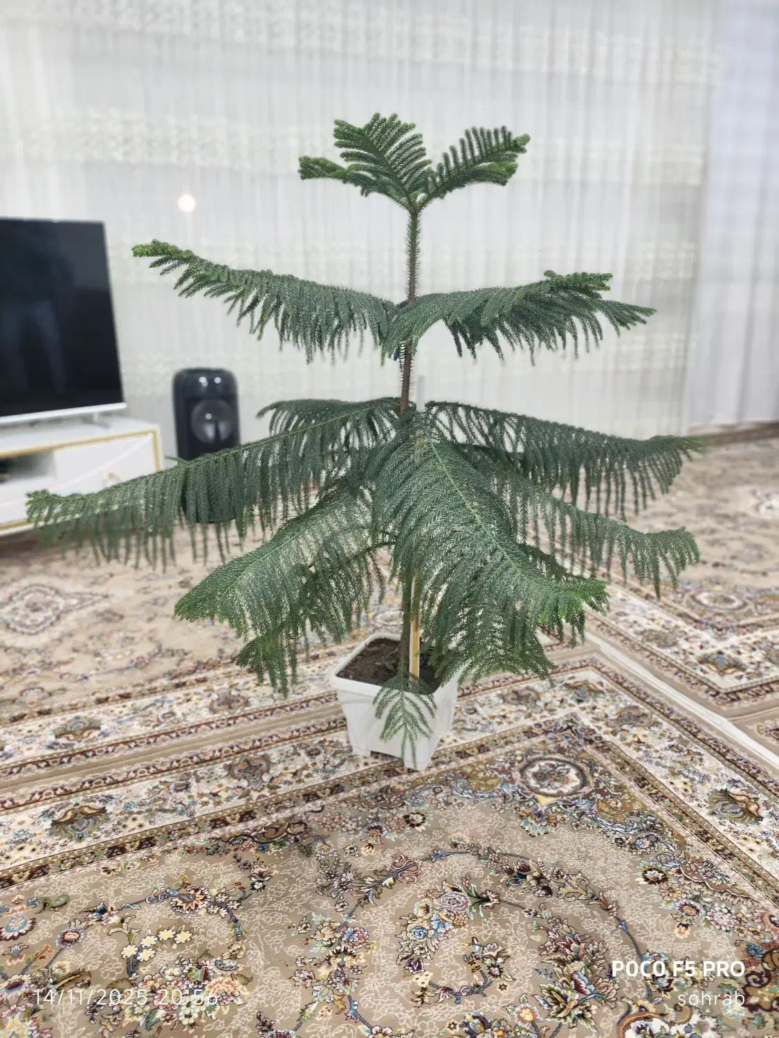 کاج مطبق|گل و گیاه طبیعی|مهاباد (آذربایجان غربی), |دیوار