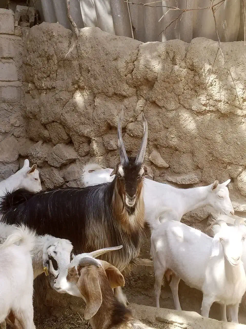 کهره نر|حیوانات مزرعه|نیر (یزد), |دیوار