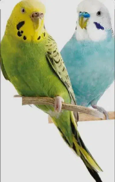 ی جفت مرغ عشق|پرنده|محمدیه-قزوین, |دیوار