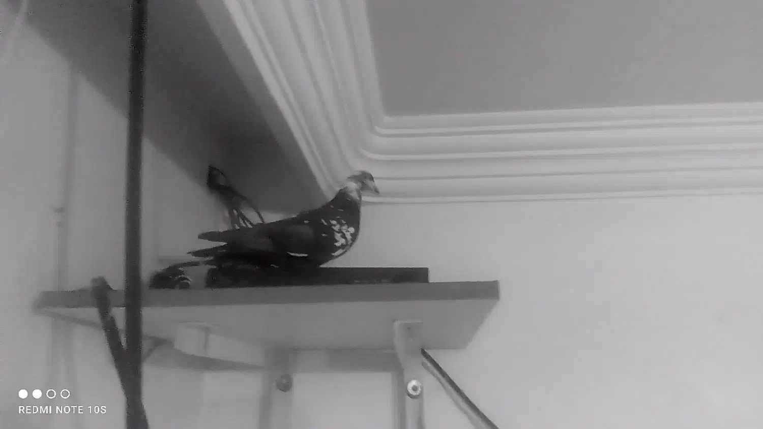 کفتر صید|پرنده|چناران, |دیوار