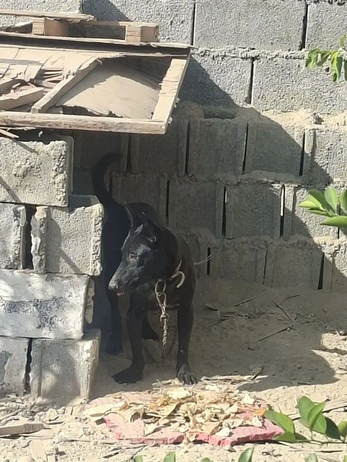 سگ مالینیویز|سگ|سعدآباد, |دیوار