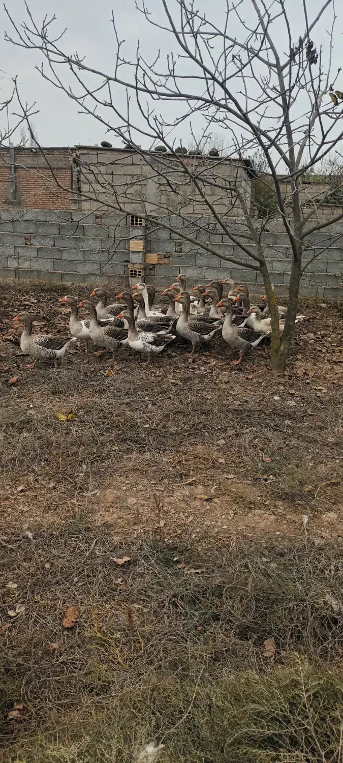 غاز محلی باقیمت مناسب|حیوانات مزرعه|پارس‌آباد, |دیوار