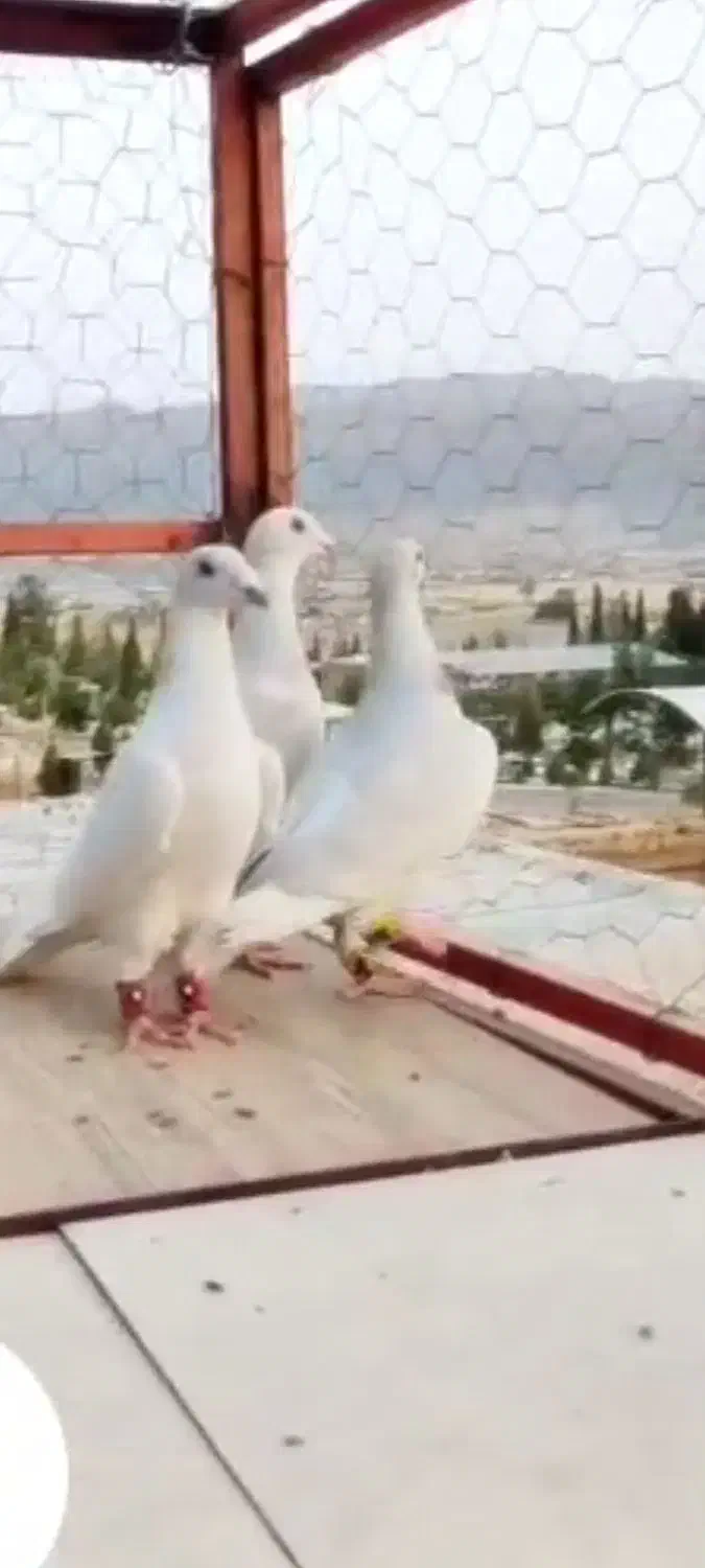 سه تا الماسی  دوتا نر یه ماده|پرنده|فسا, |دیوار