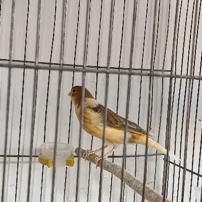 تعدادی قناری ماده جوان|پرنده|ابهر, |دیوار