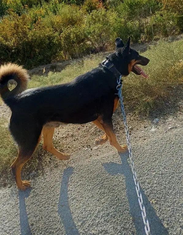 سگ ژرمن شکاری|سگ|کرمانشاه, |دیوار