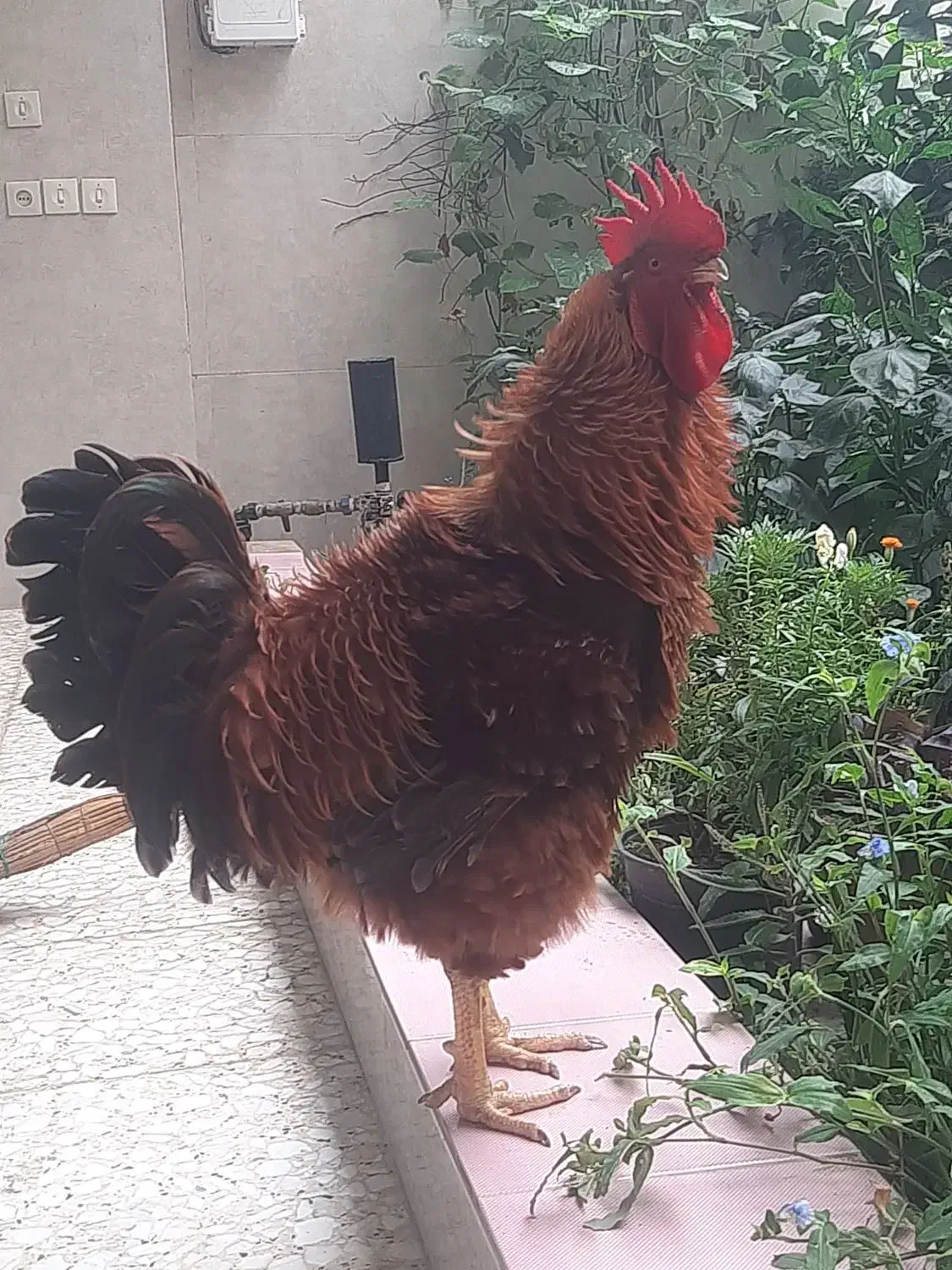 فروش خروس فریزل|حیوانات مزرعه|بابل, |دیوار