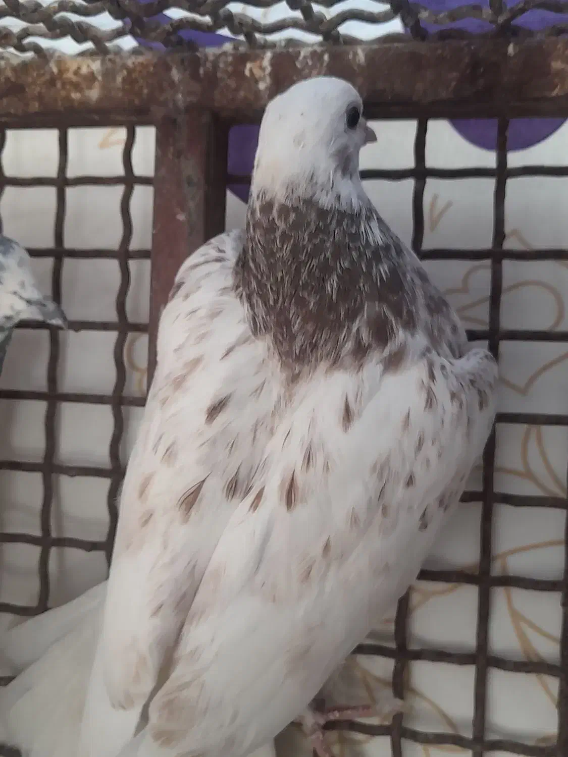 فروشی|پرنده|لردگان, |دیوار