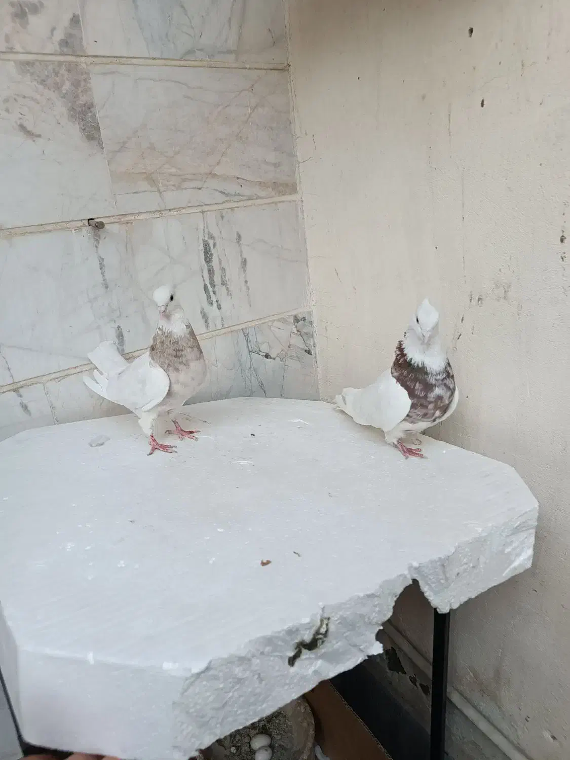 سندل و آجری طوقی|پرنده|شهریار, شهریار|دیوار