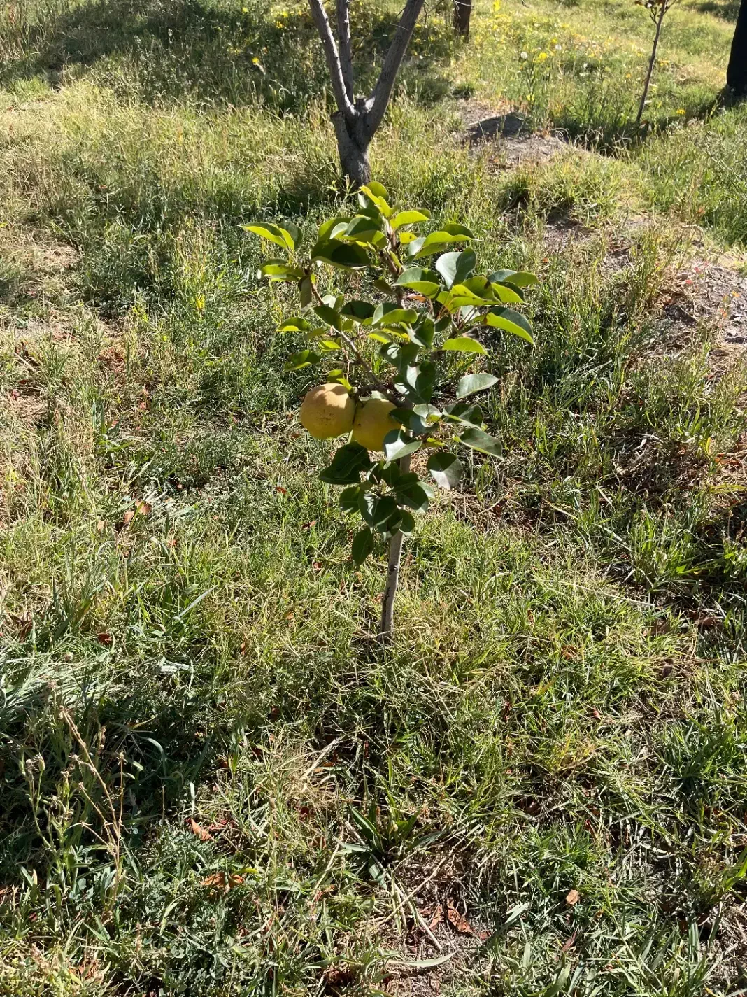 فروش باغ ویلا شرفخانه|فروش خانه و ویلا|تسوج, |دیوار