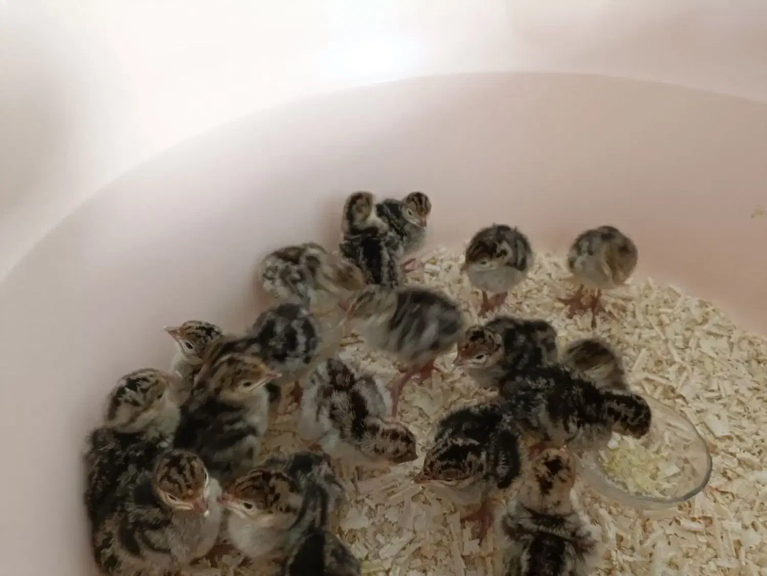 جوجه غاز جوجه بوقلمون و جوجه گلین و مرندی|حیوانات مزرعه|آمل, |دیوار