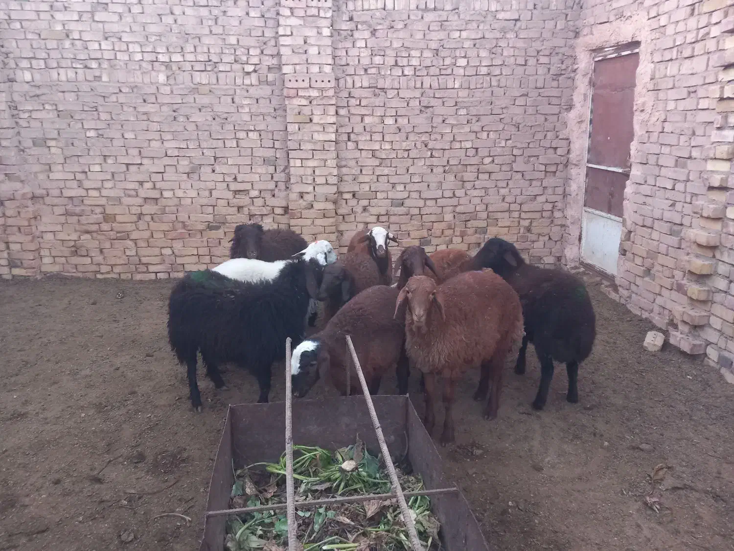 ۱۰راس بره نرموجود|حیوانات مزرعه|سبزوار, ابوریحان|دیوار