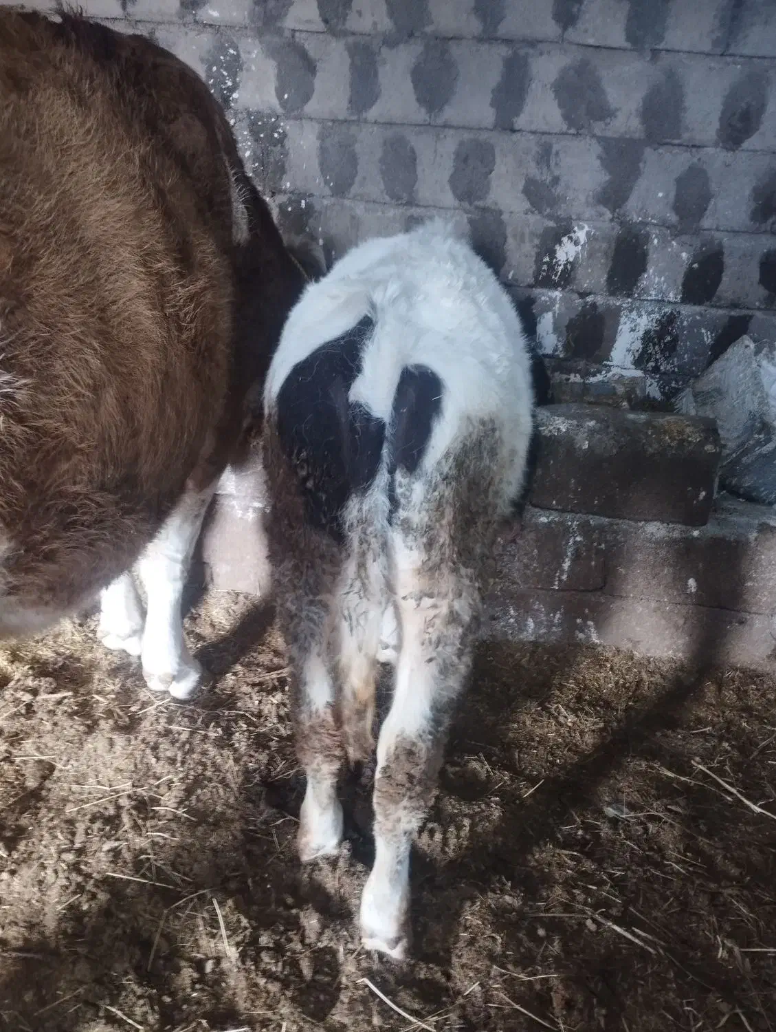 گوساله نر جنس مور|حیوانات مزرعه|انزل, |دیوار