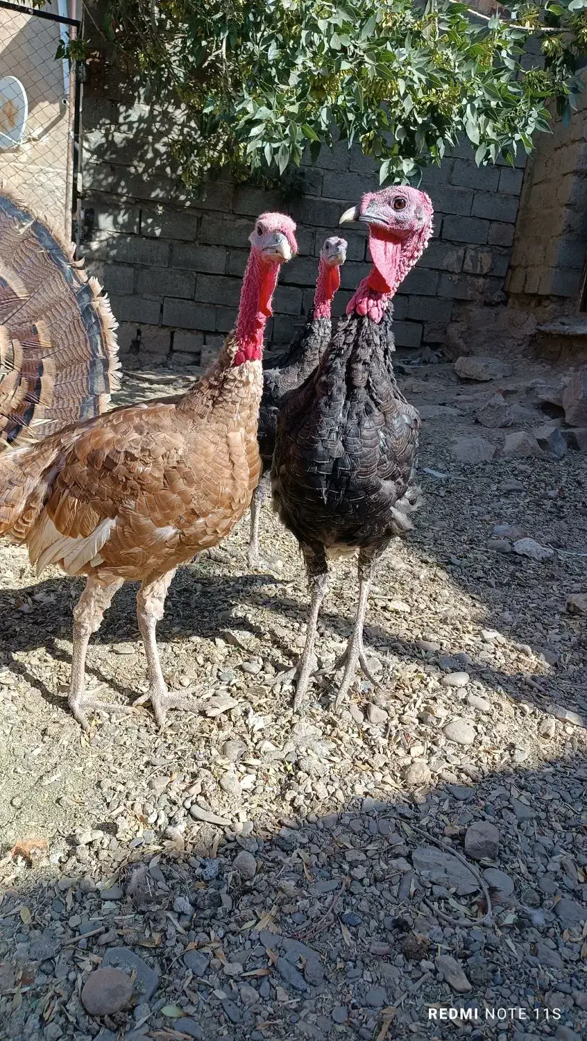 تعدادی بوقلمون بوربون و برنز|حیوانات مزرعه|بوکان, |دیوار