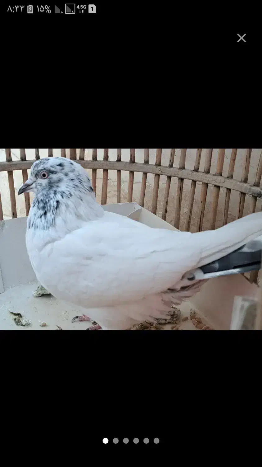 یک جفت کبوتر|پرنده|فولادشهر, A2|دیوار